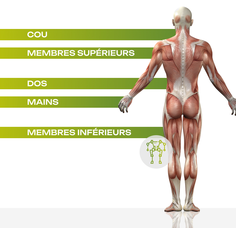 Illustration anatomique du dos humain mettant en évidence les groupes musculaires du cou, des membres supérieurs, du dos, des mains et des membres inférieurs.